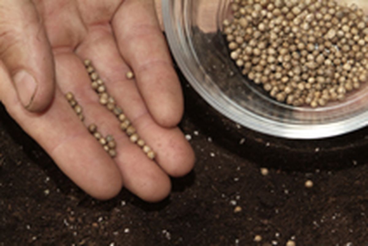 Cultivar cilantro paso 3