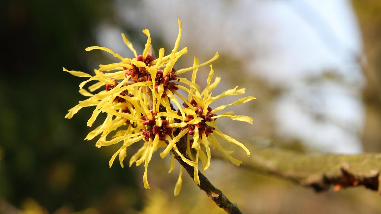 hamamelis un buen aliado para el cuidado de tu piel