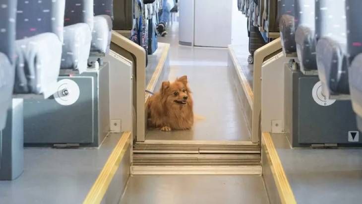 viajar con perro en tren 7