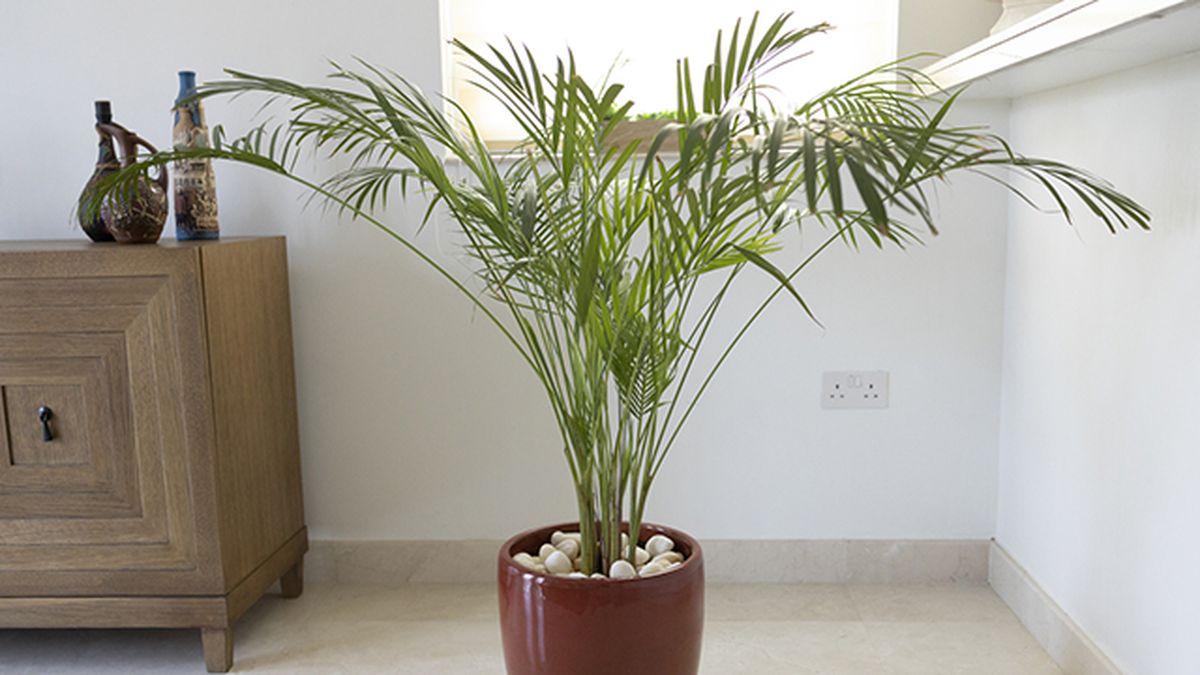 palma de bambu planta absorbe humedad