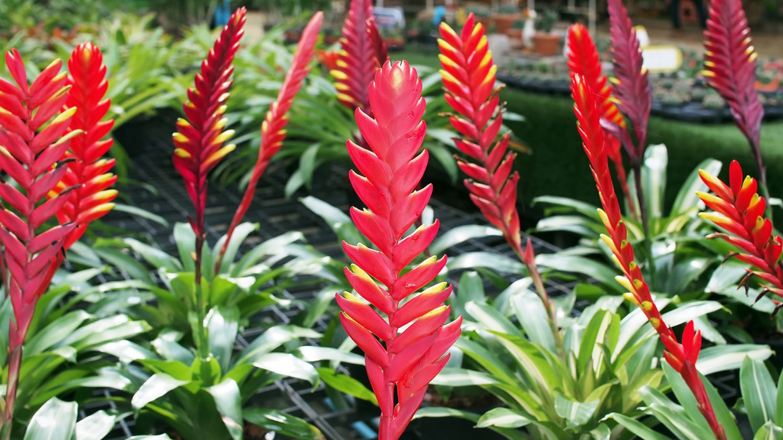 Vriesea, cuidados de esta elegante bromelia