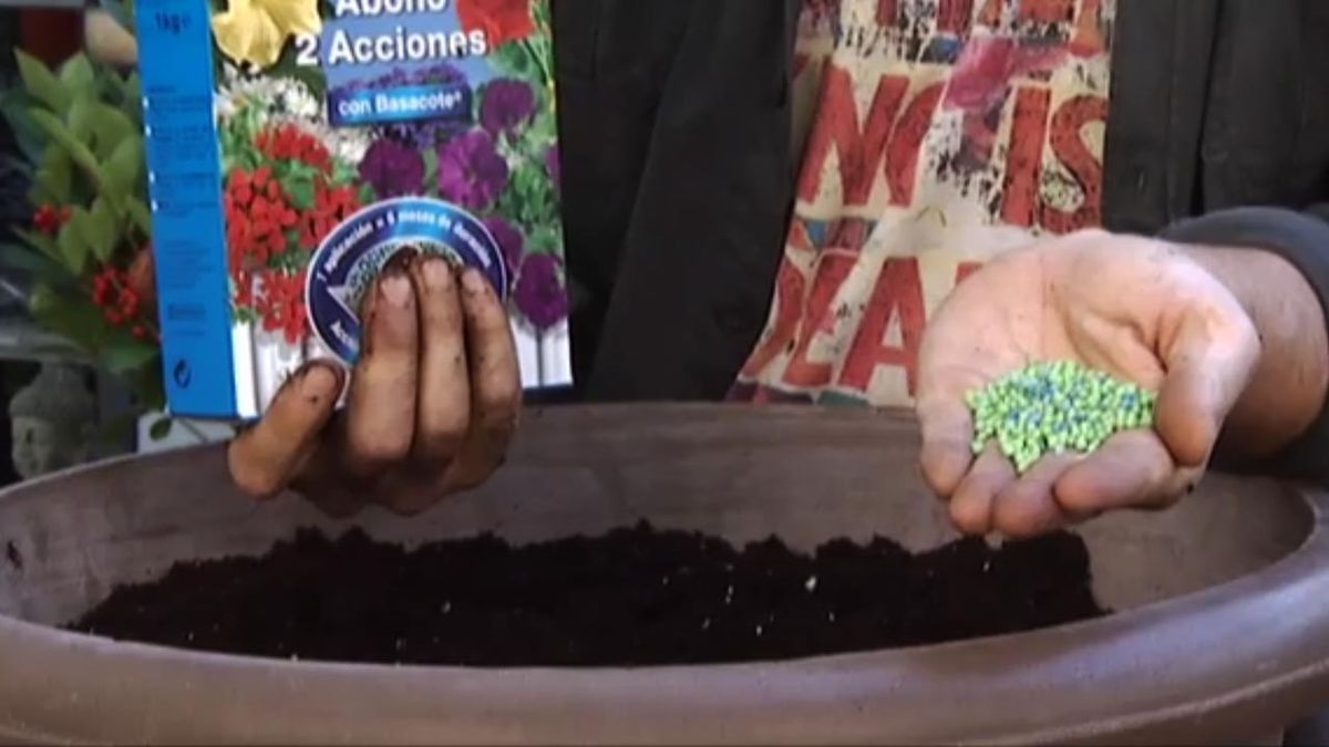 deco 413 Plantar Skimmia Japonica abono dos acciones