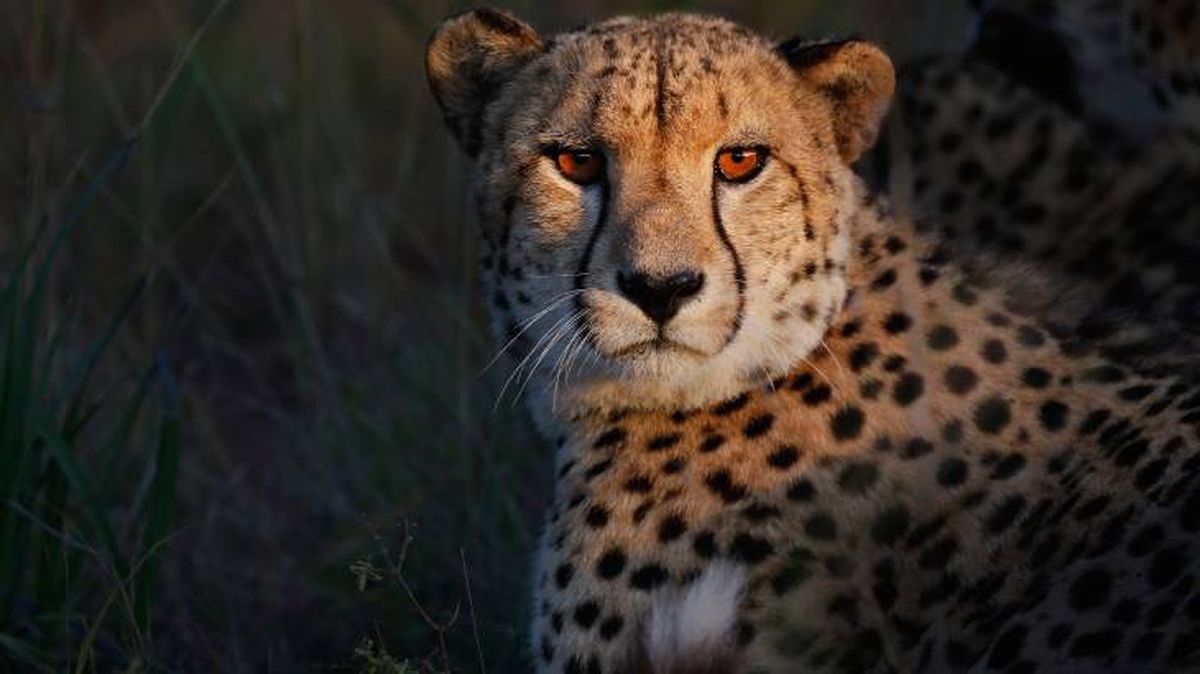 records animales cheetah