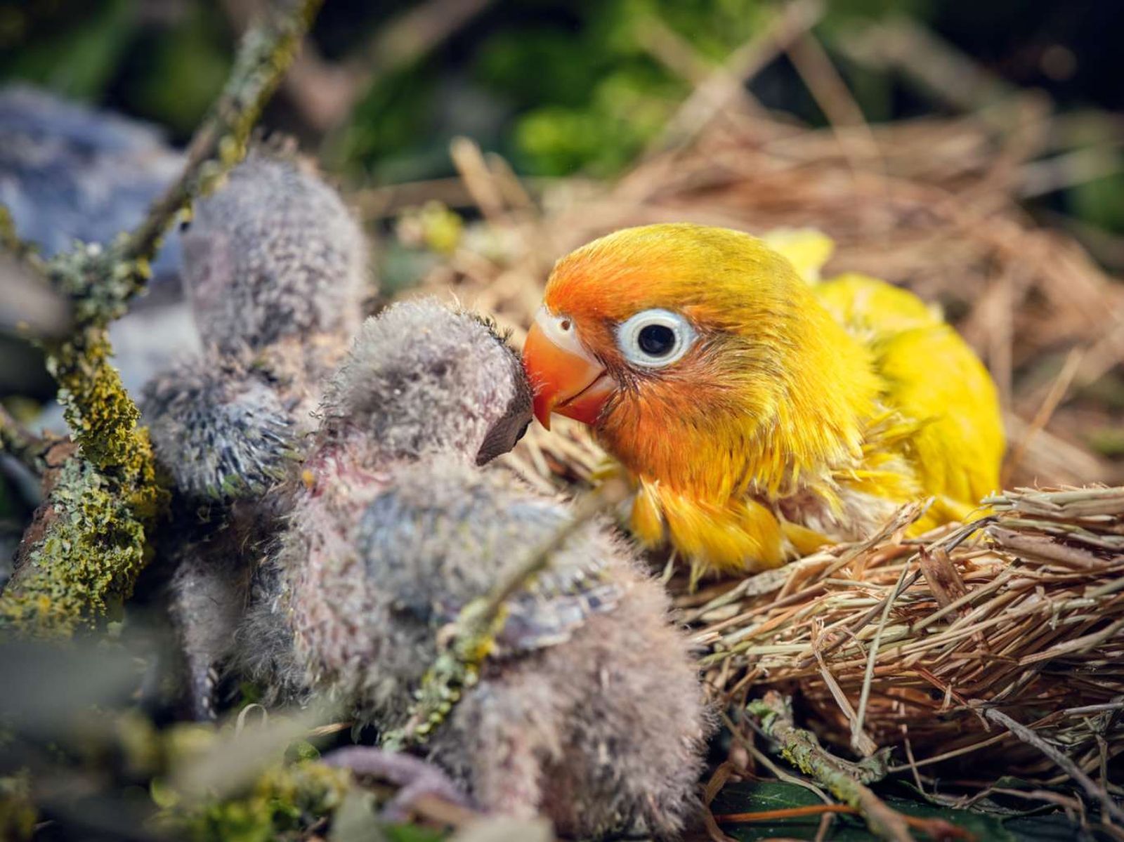 Agapornis en su nido,