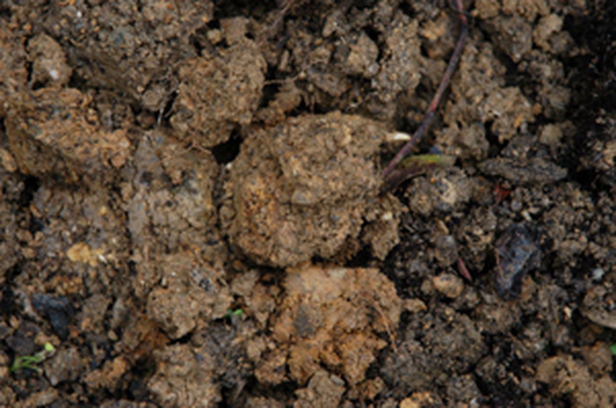 Flores de invierno en parterre   paso 1