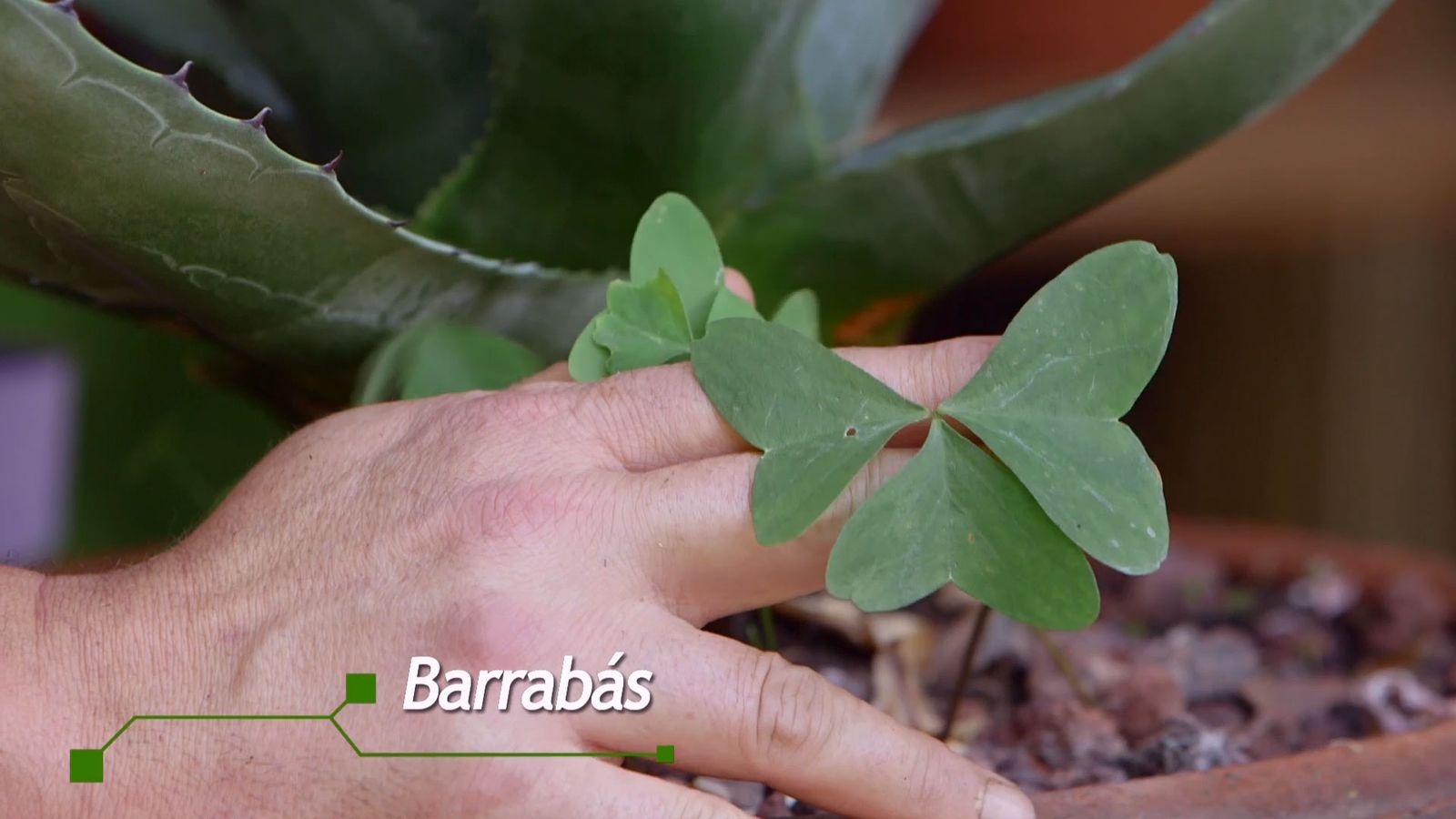 brico 924 3 barrabas oxalis xl