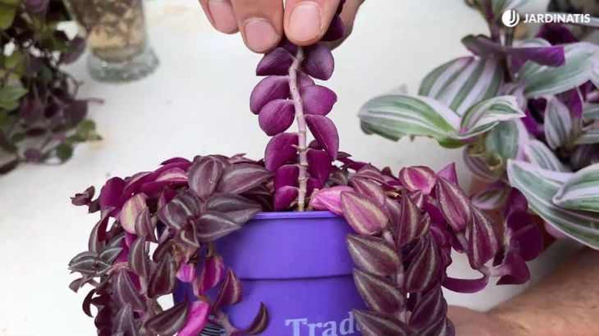 Hojas de la Tradescantia zebrina Purple Passion