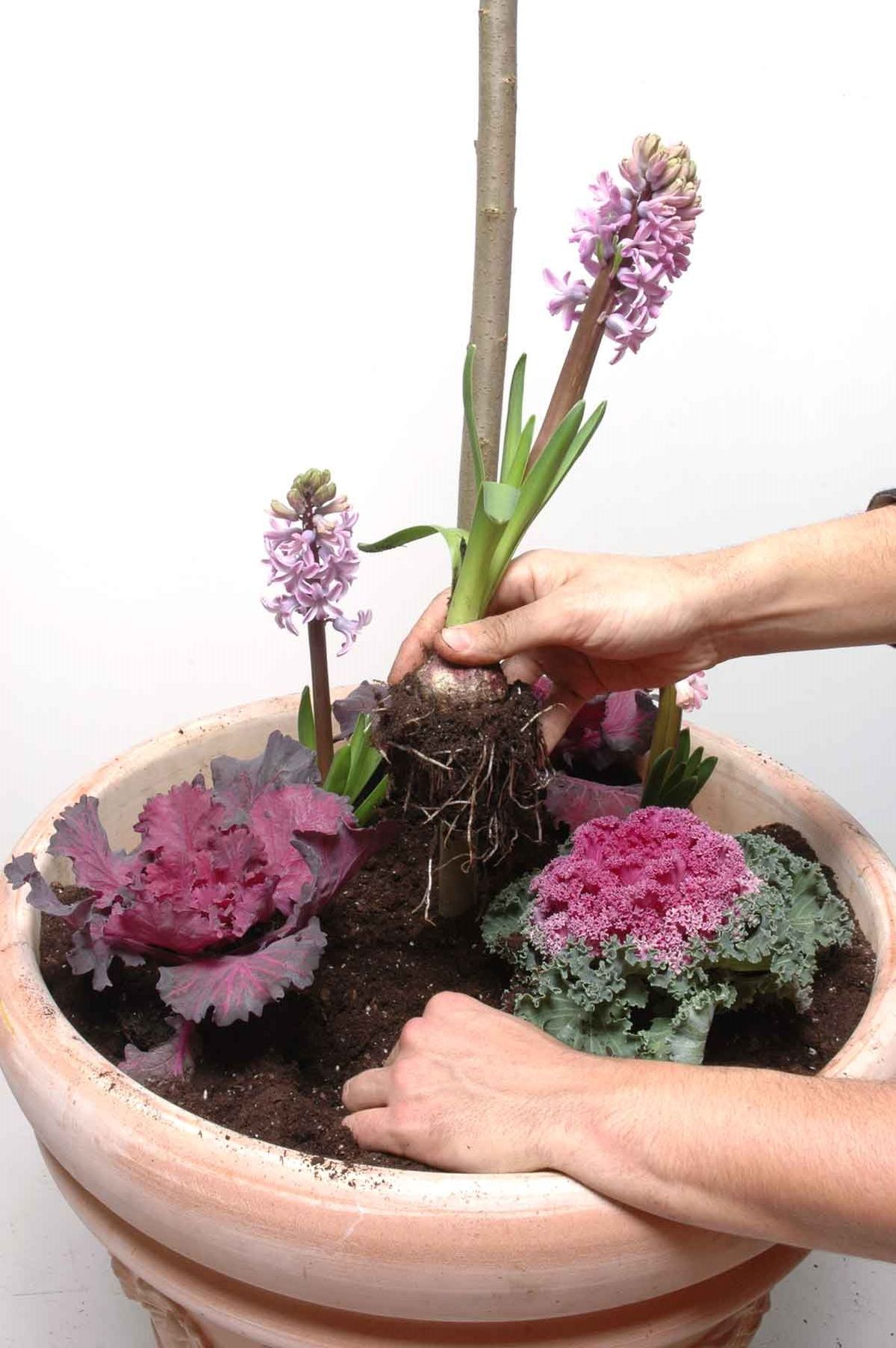 Sauce llorón en maceta paso 3