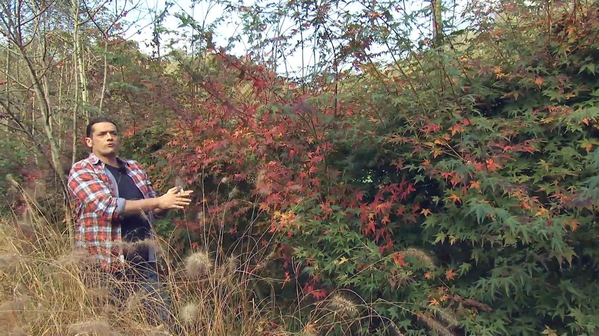 deco718 seto arces japoneses verde