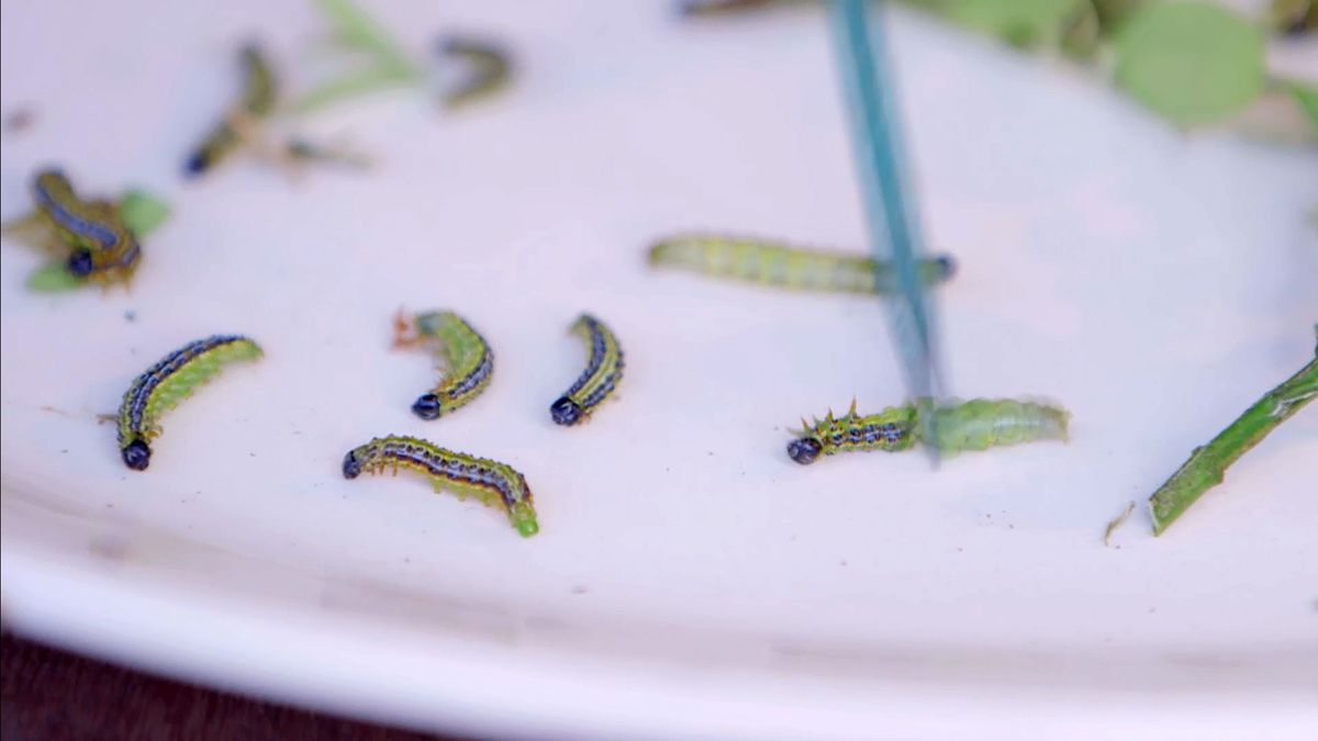 brico 0914 3 oruga boj detalle orugas