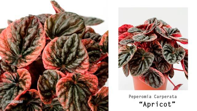 peperomia apricot plantadecor