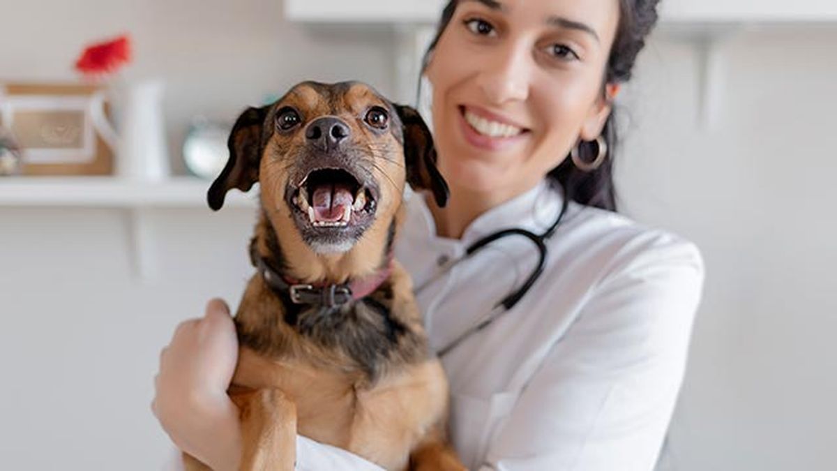desparasitar mascota mensualmente 11 perro veterinario