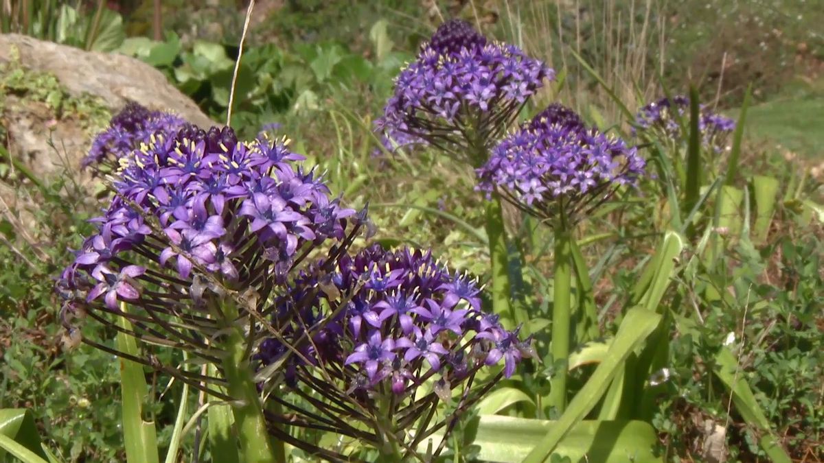 deco 693 jardineria scilla peruviana caracteristicas