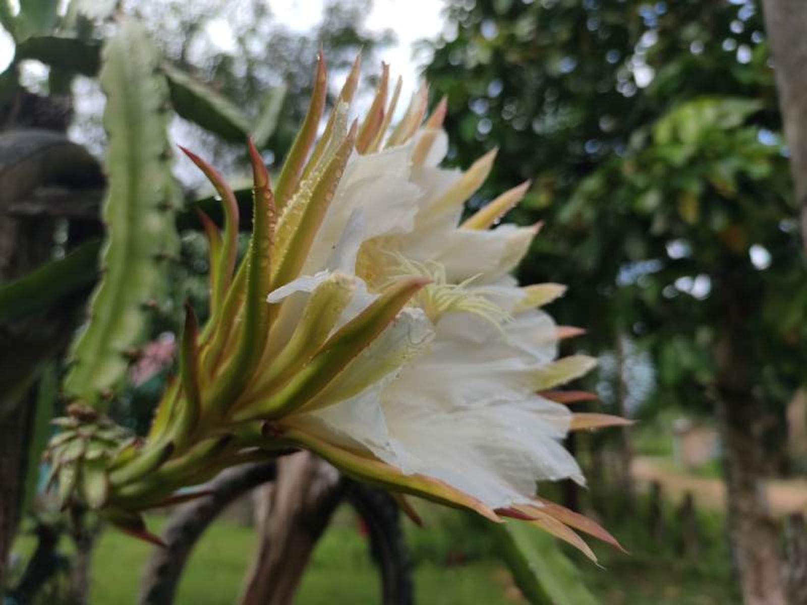 Flor blanca de planta pitahaya