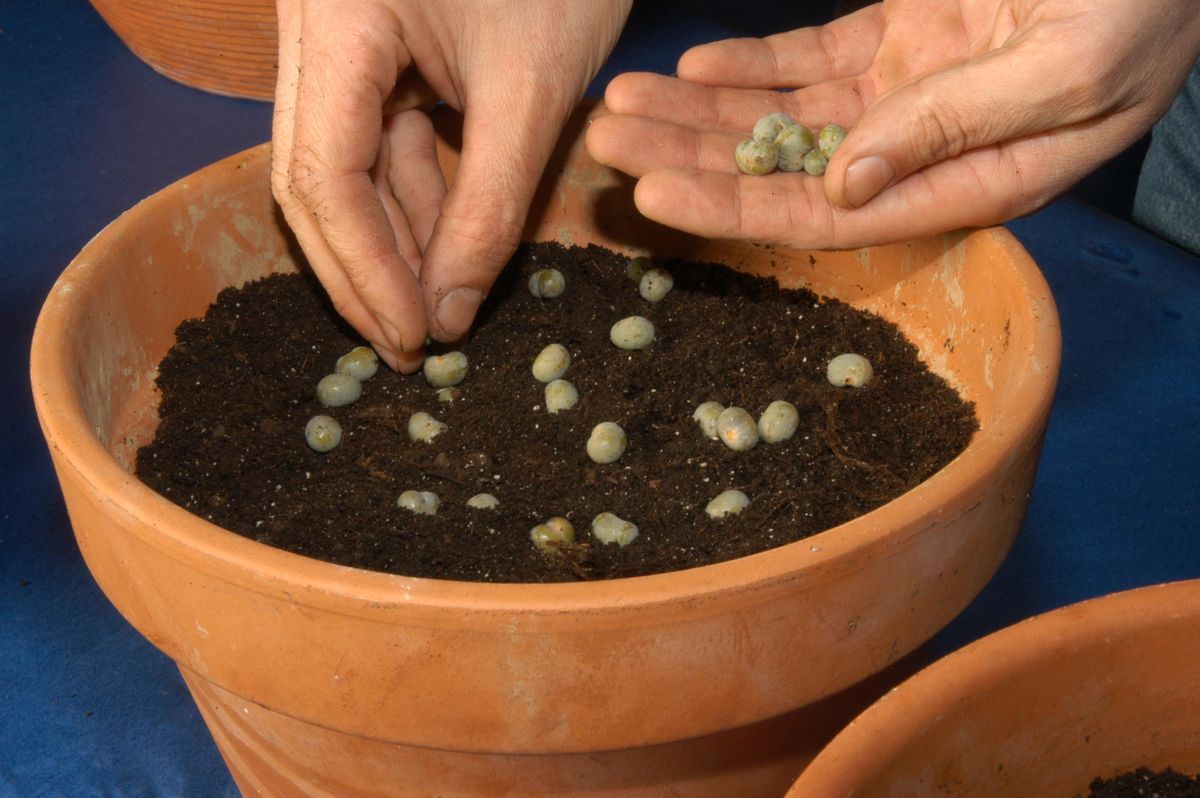 Reproducción de palmeras paso 3