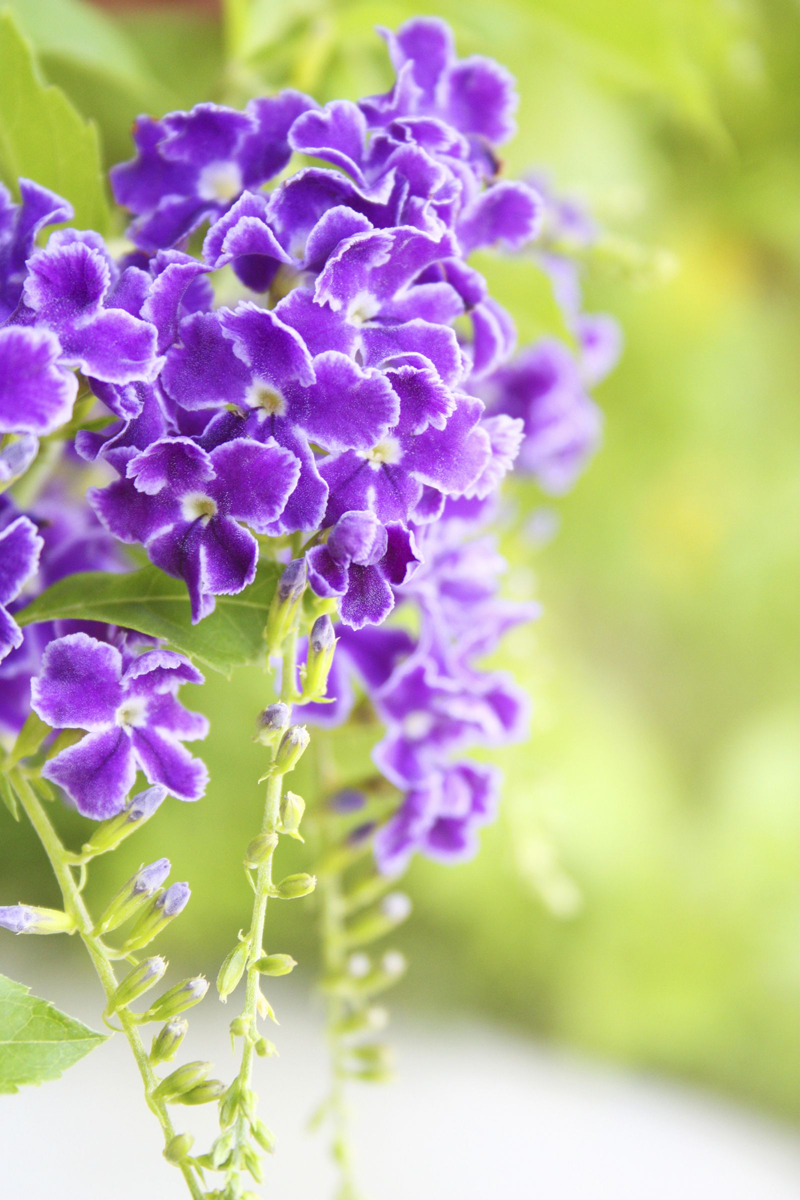 Plantas con flores en malva y rosa   Erysimum