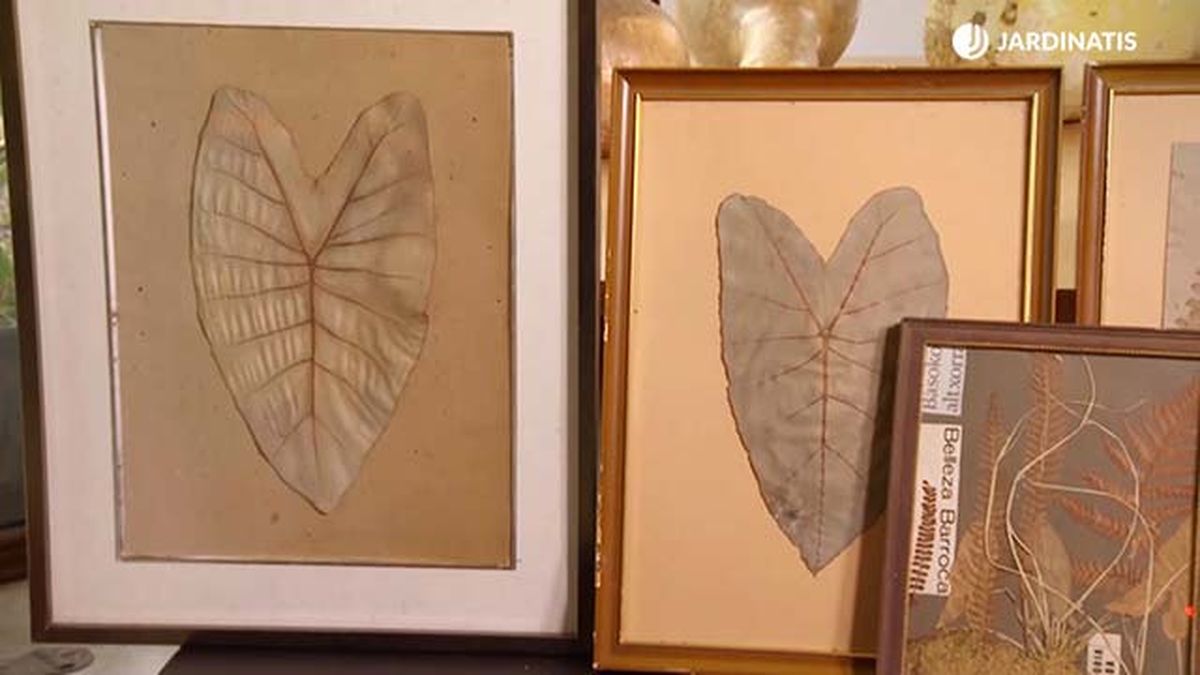 deco 683 prensado hojas secas hongos xl