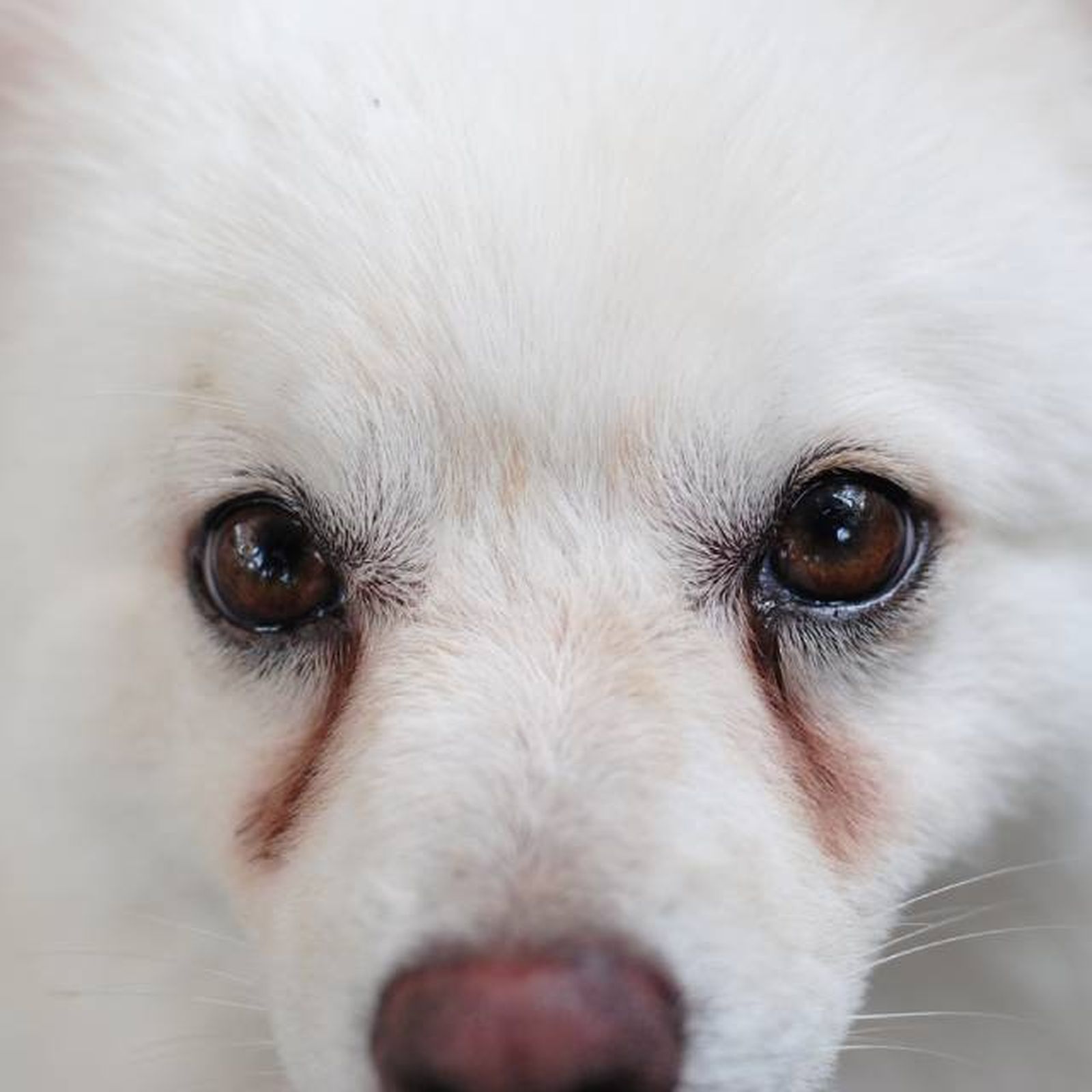como blanquear pelo del perro quitar manchas