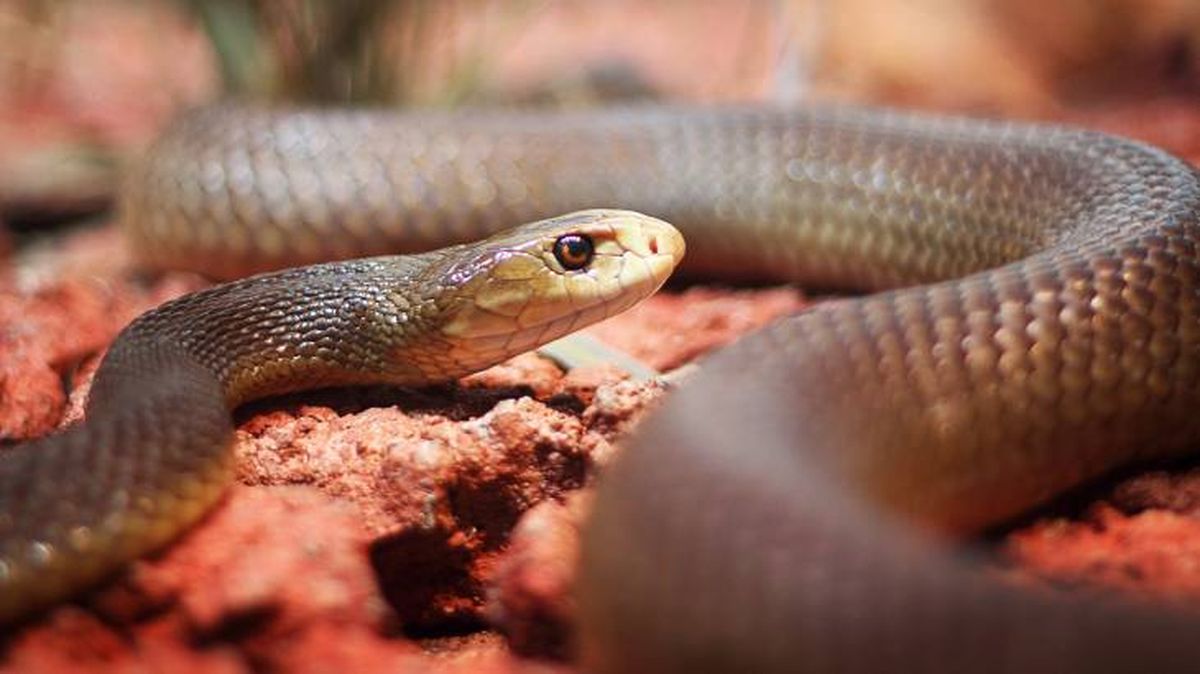 sonar con serpientes interpretacion