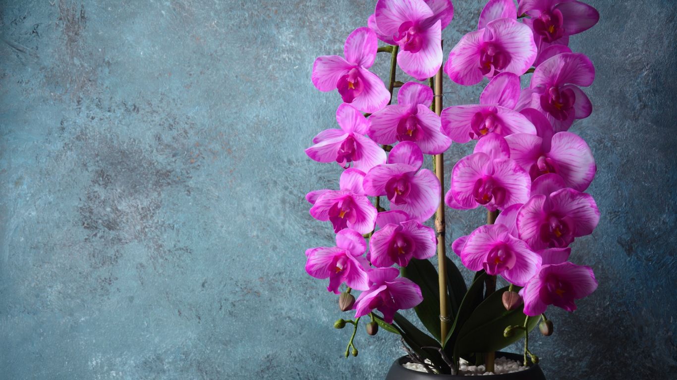Orquidea rosa.
