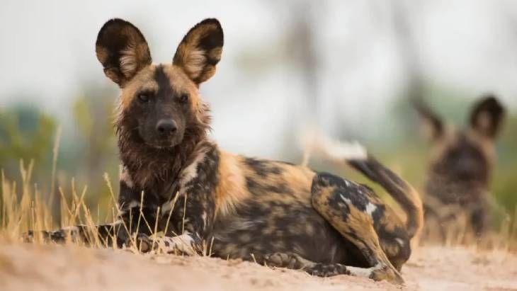 razas de perros salvajes licaon