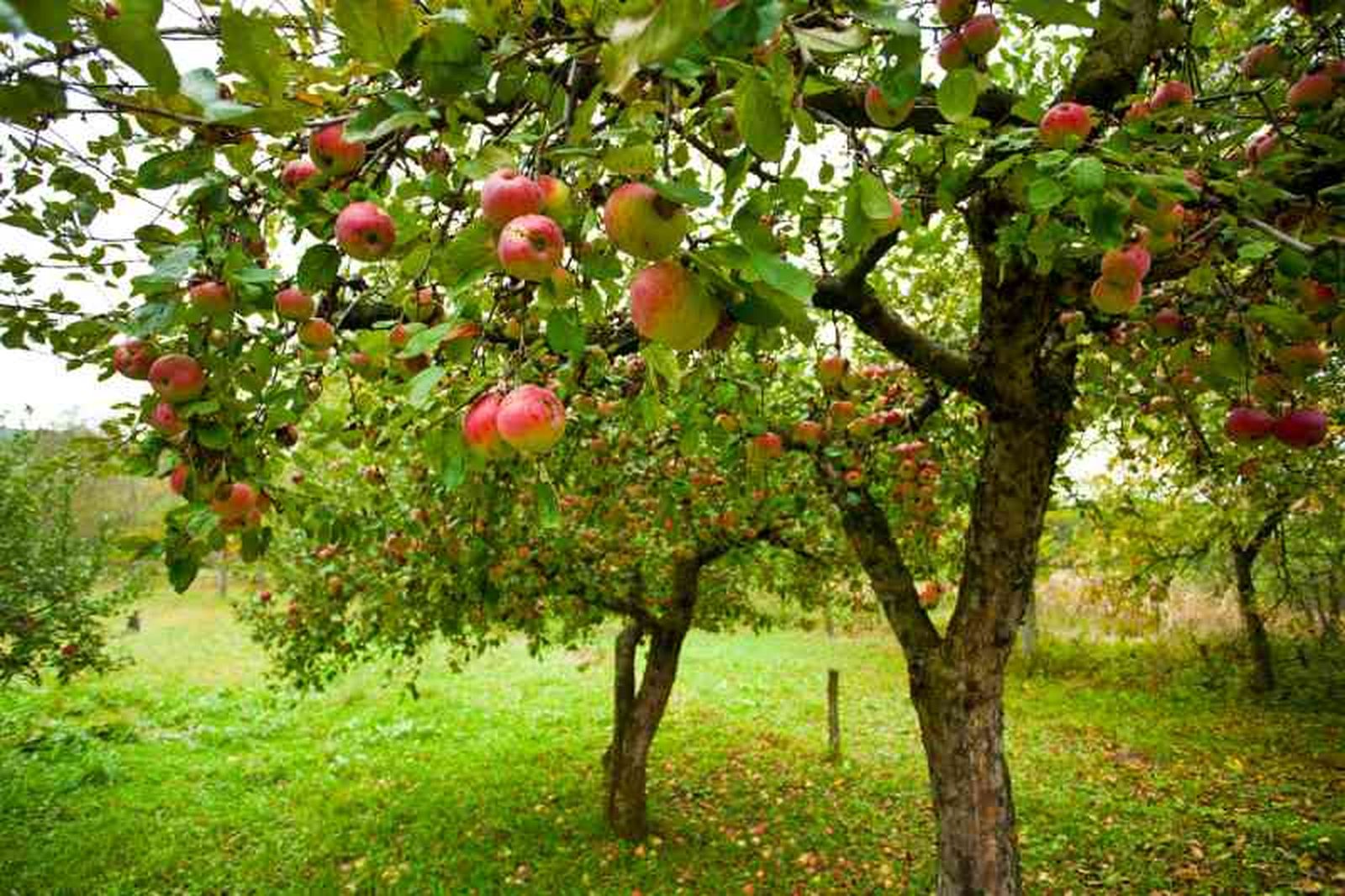 Malus domestica.