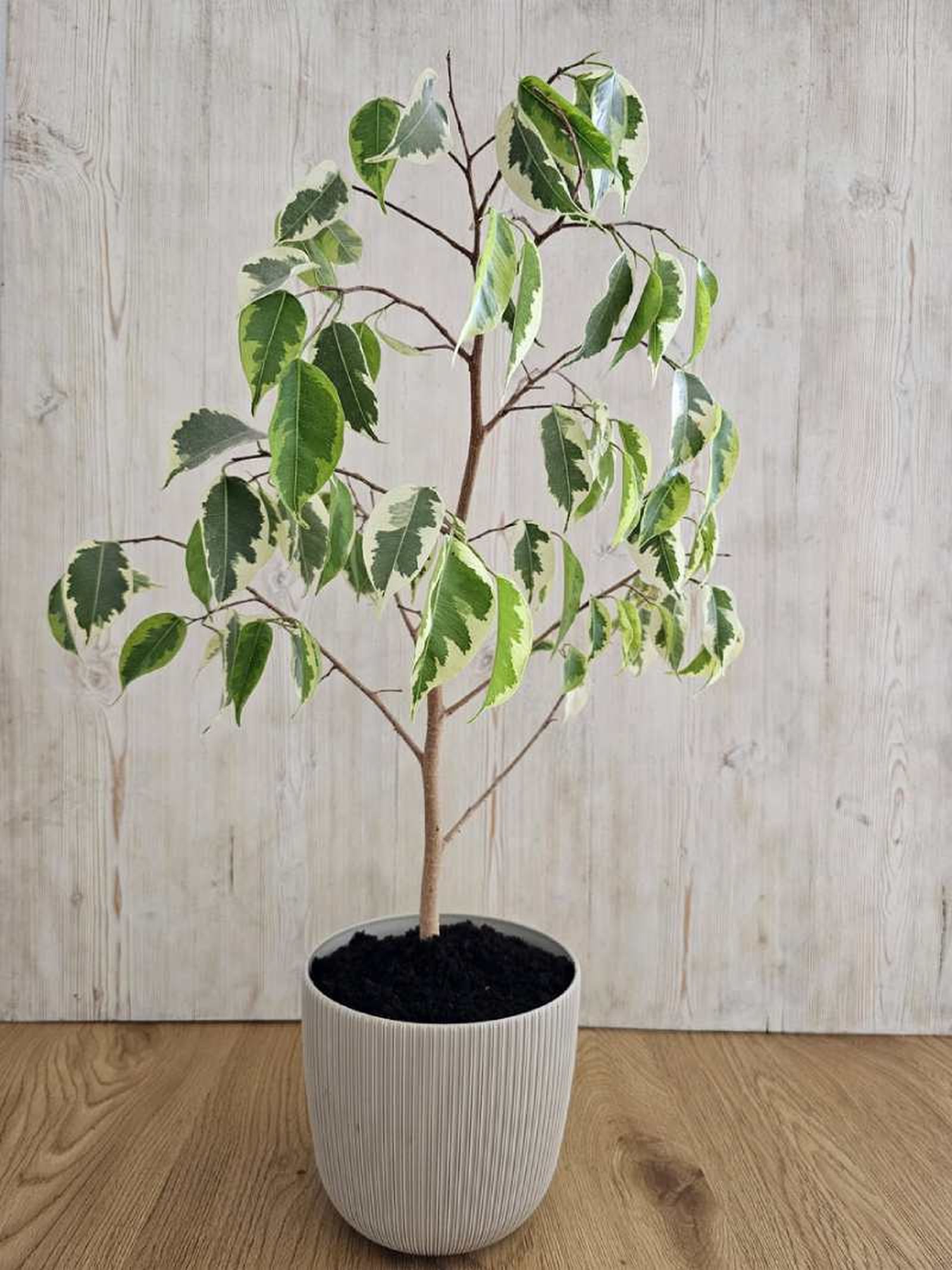 Ficus benjamina Starlight