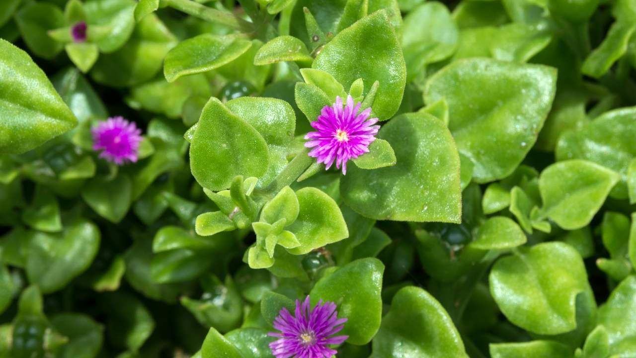 Aptenia cordifolia