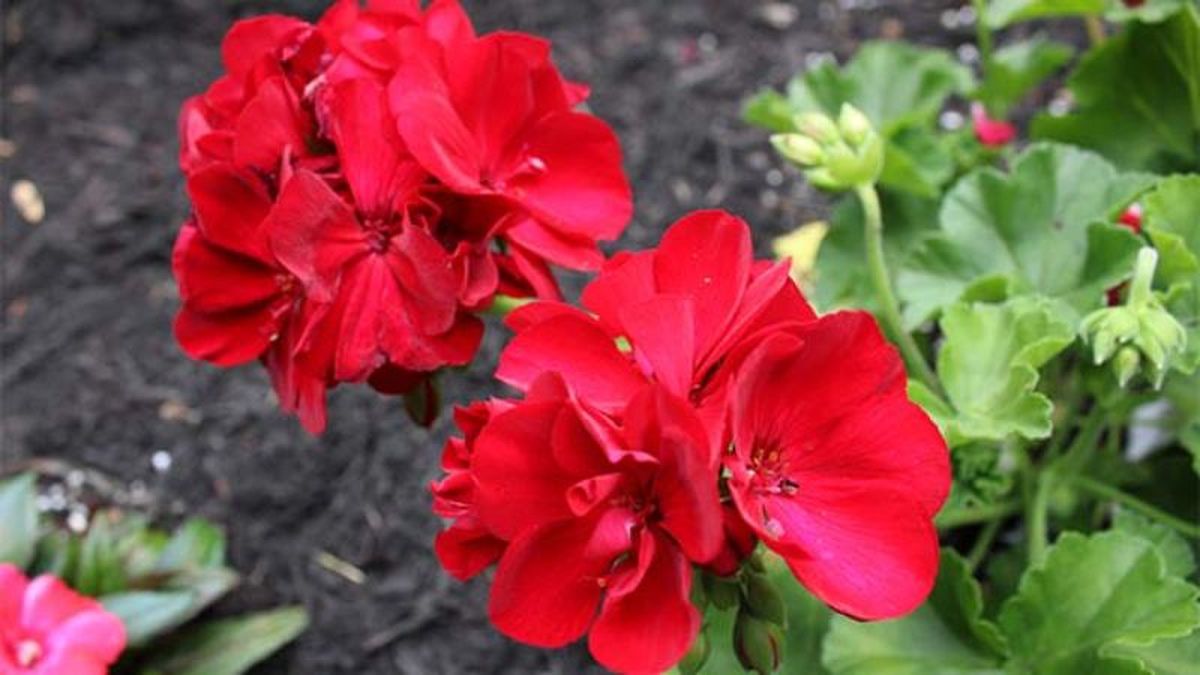 Pelargonium zonale