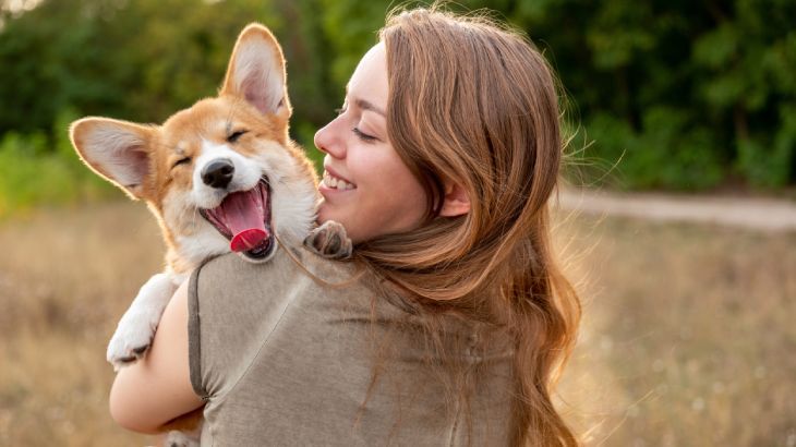 corgi gales de pembroke 11