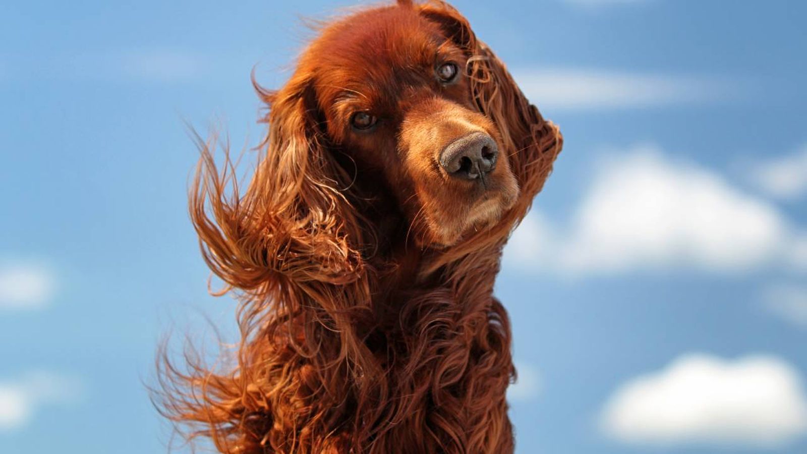 Conoce 8 razas de perros pelirrojos