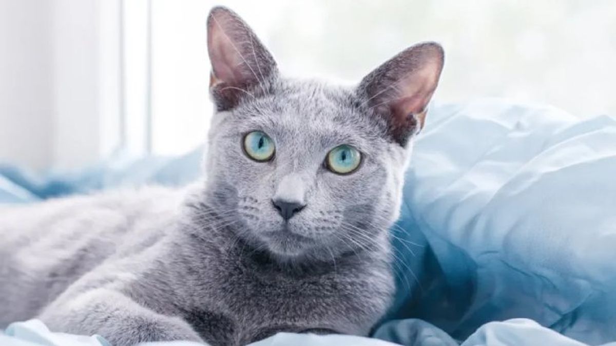gatos hipoalergenicos gato azul ruso