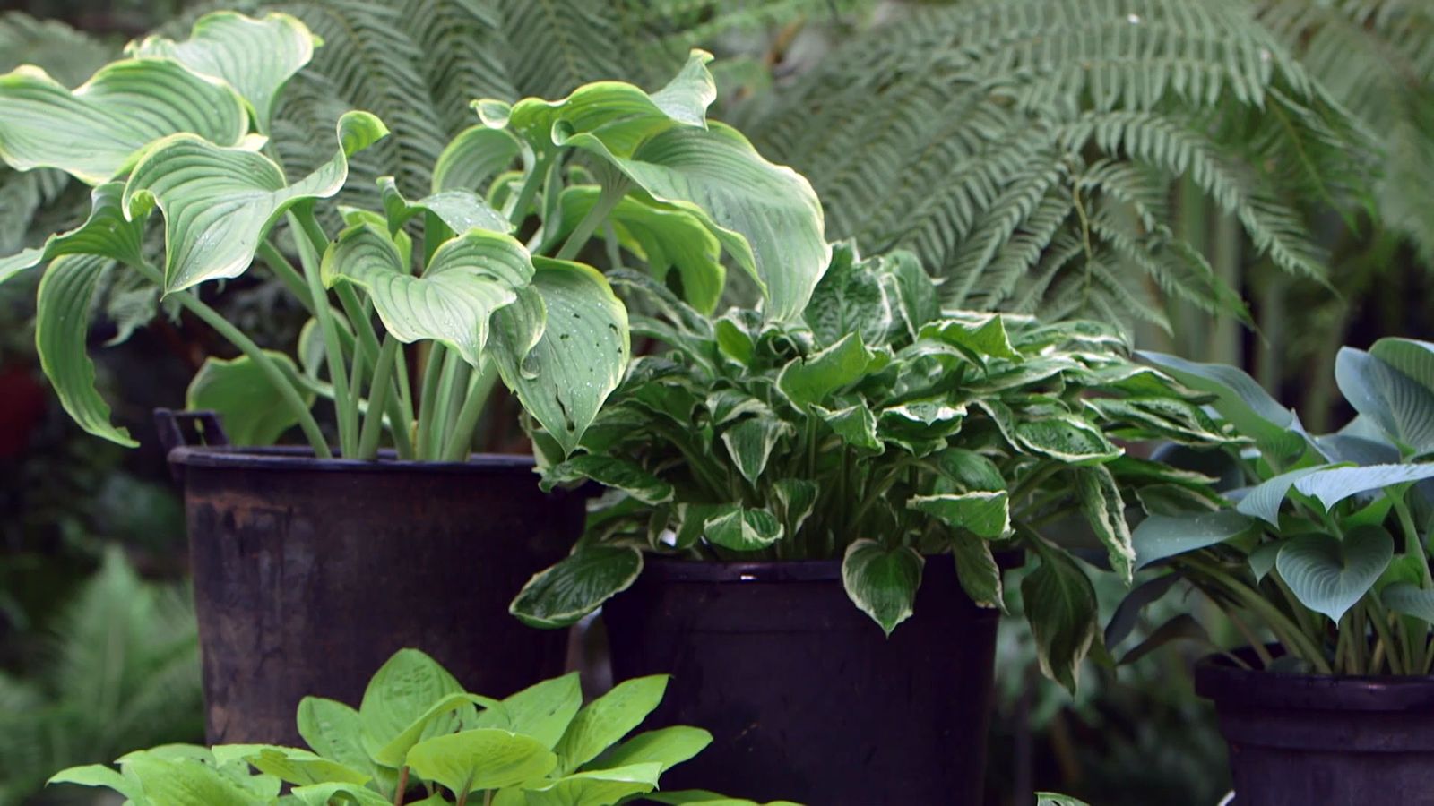 bBrico 953 3 cinta cobre plaga caracoles hostas caracteristicas