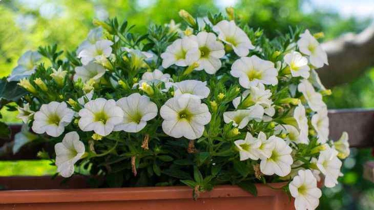 cultivo de calibrachoa en jardinera