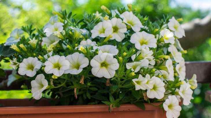 cultivo de calibrachoa en jardinera