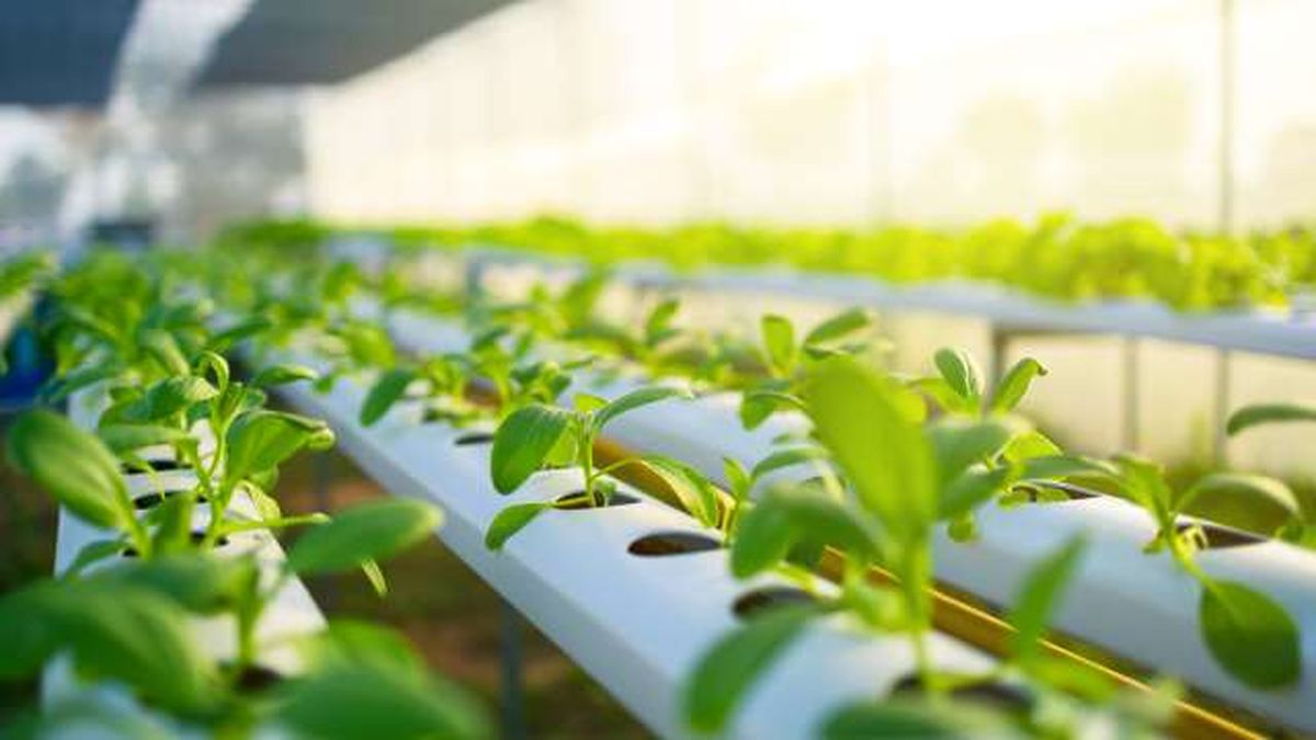 en que consiste un cultivo hidroponico