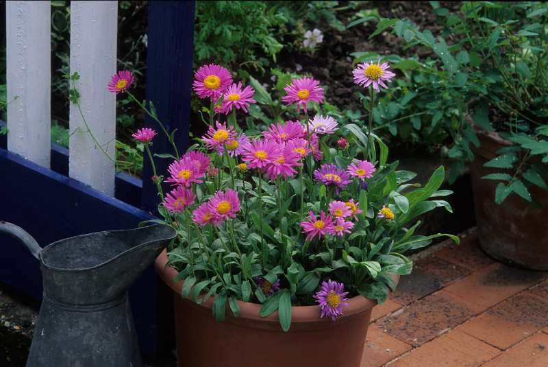 Aster alpinus