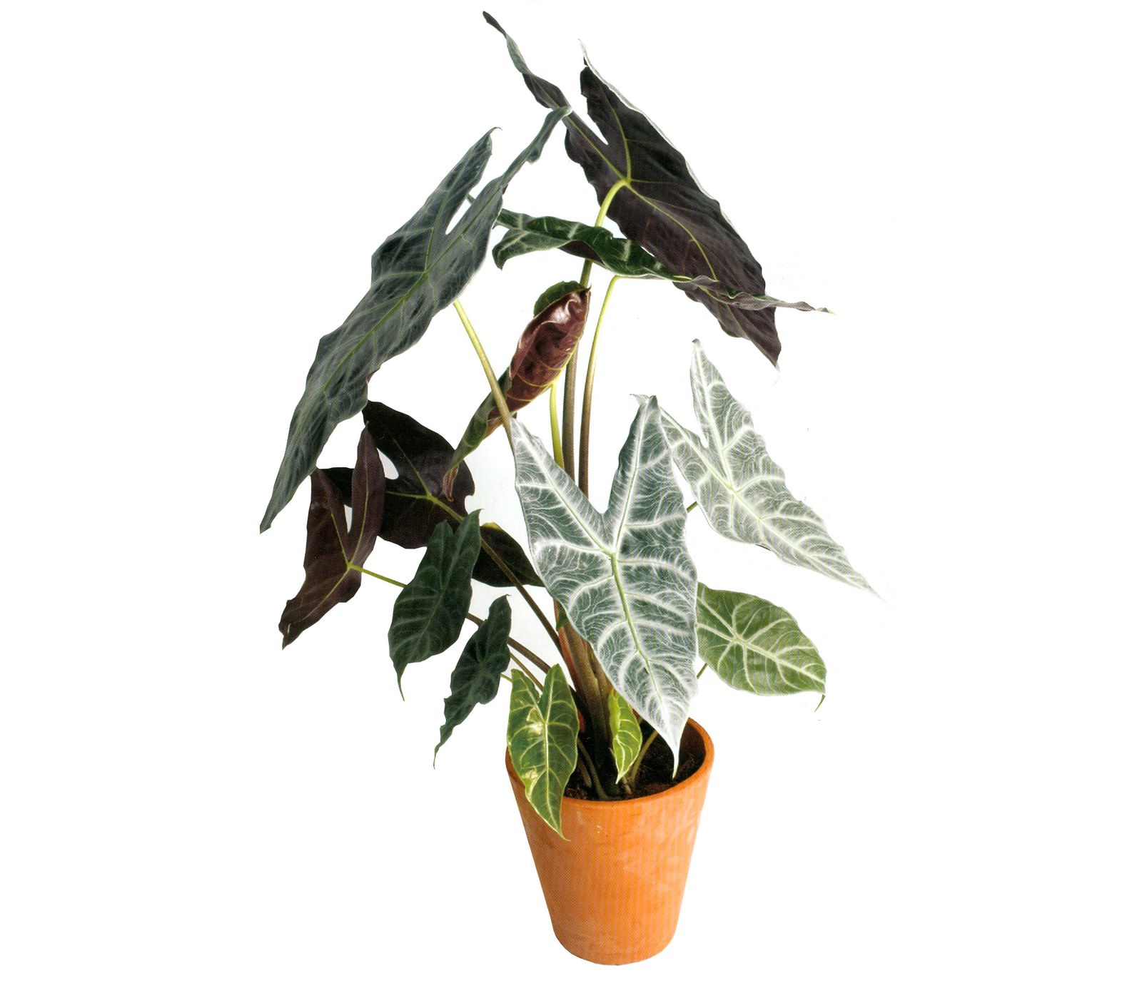 alocasia amazonica xl