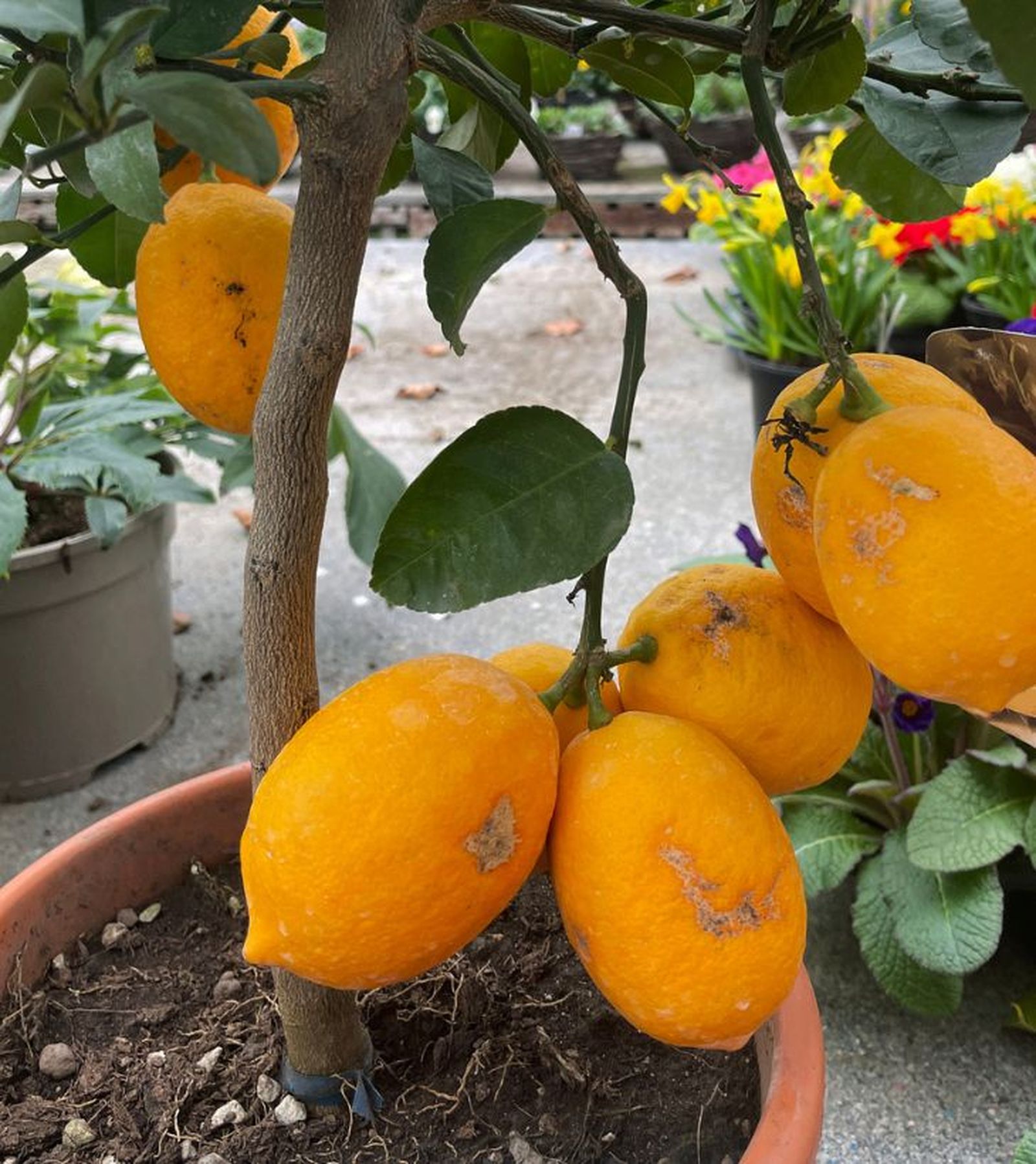 naranjas arbol frutal