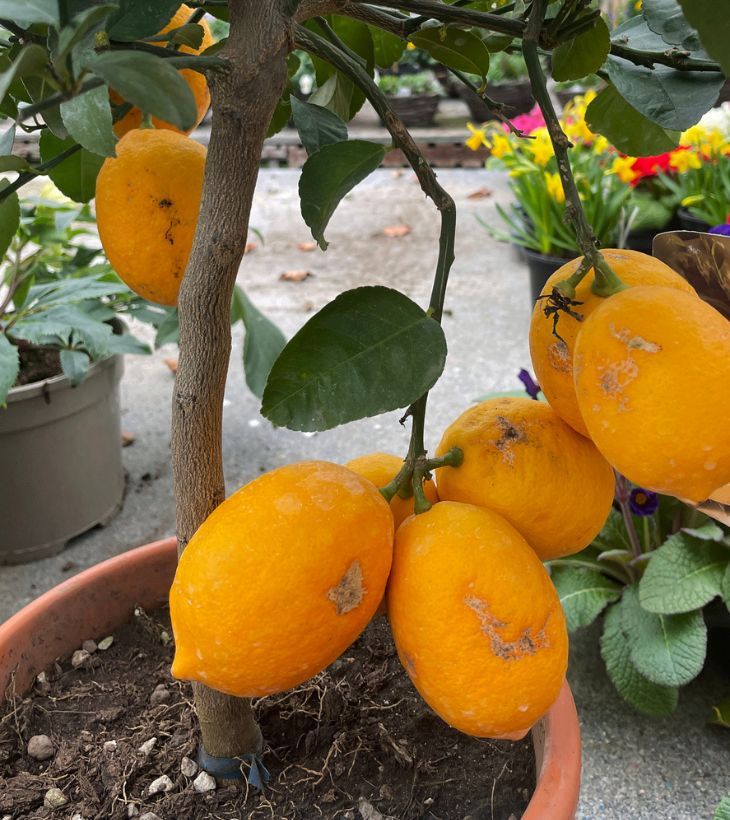 naranjas arbol frutal