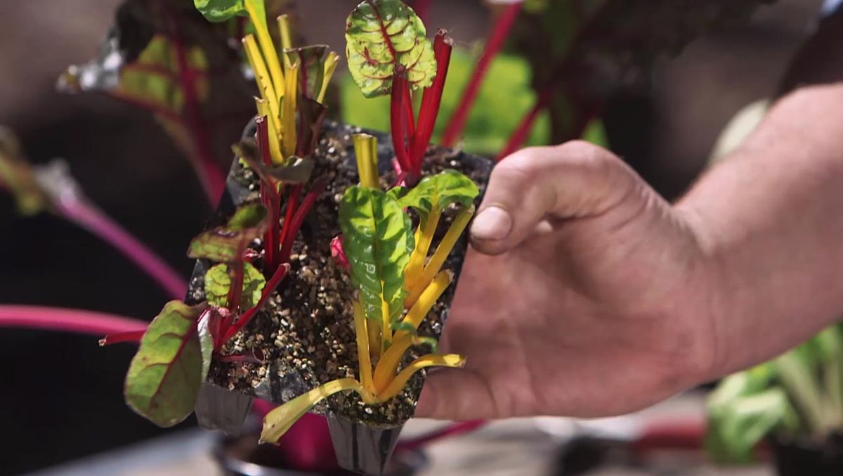 Planteles de acelgas de colores