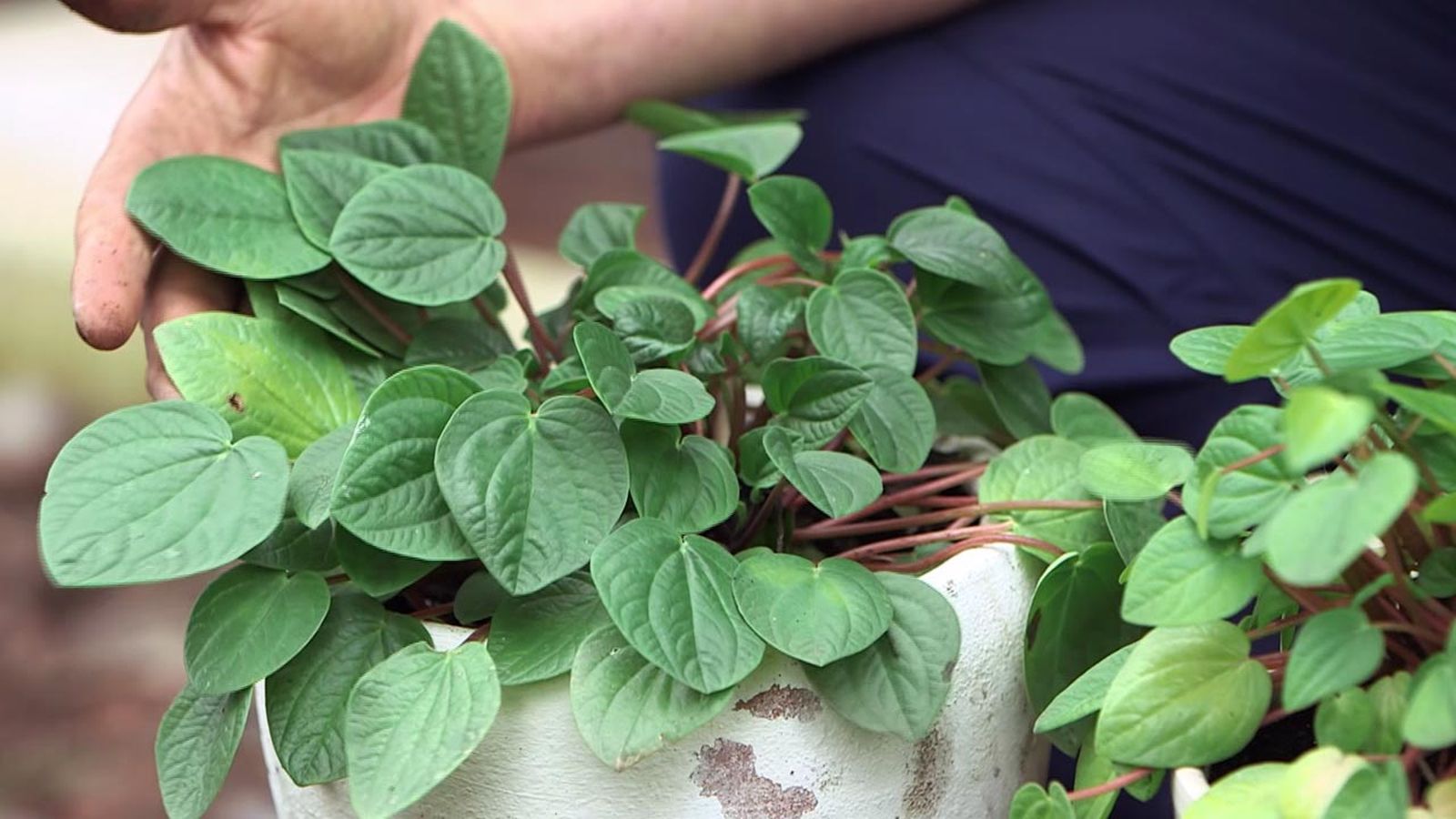 brico 1009 jardin briconsulta por que se caen hojas peperomia xl