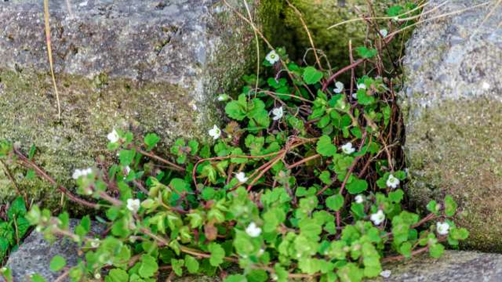 poda planta bacopa
