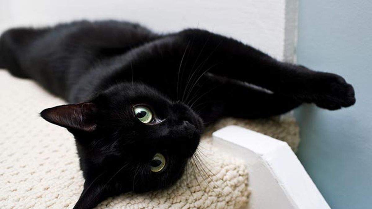 gato negro tumbado