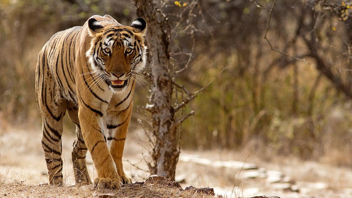 curiosidades tigre 9