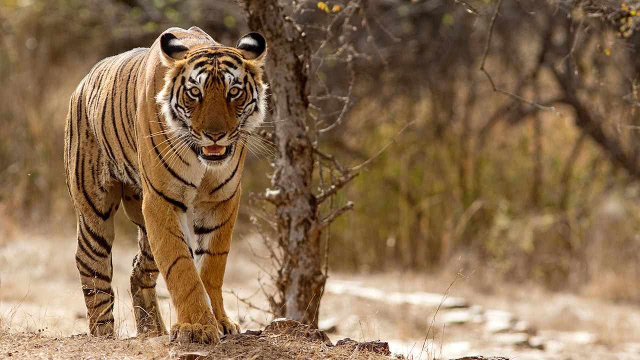 curiosidades tigre 9