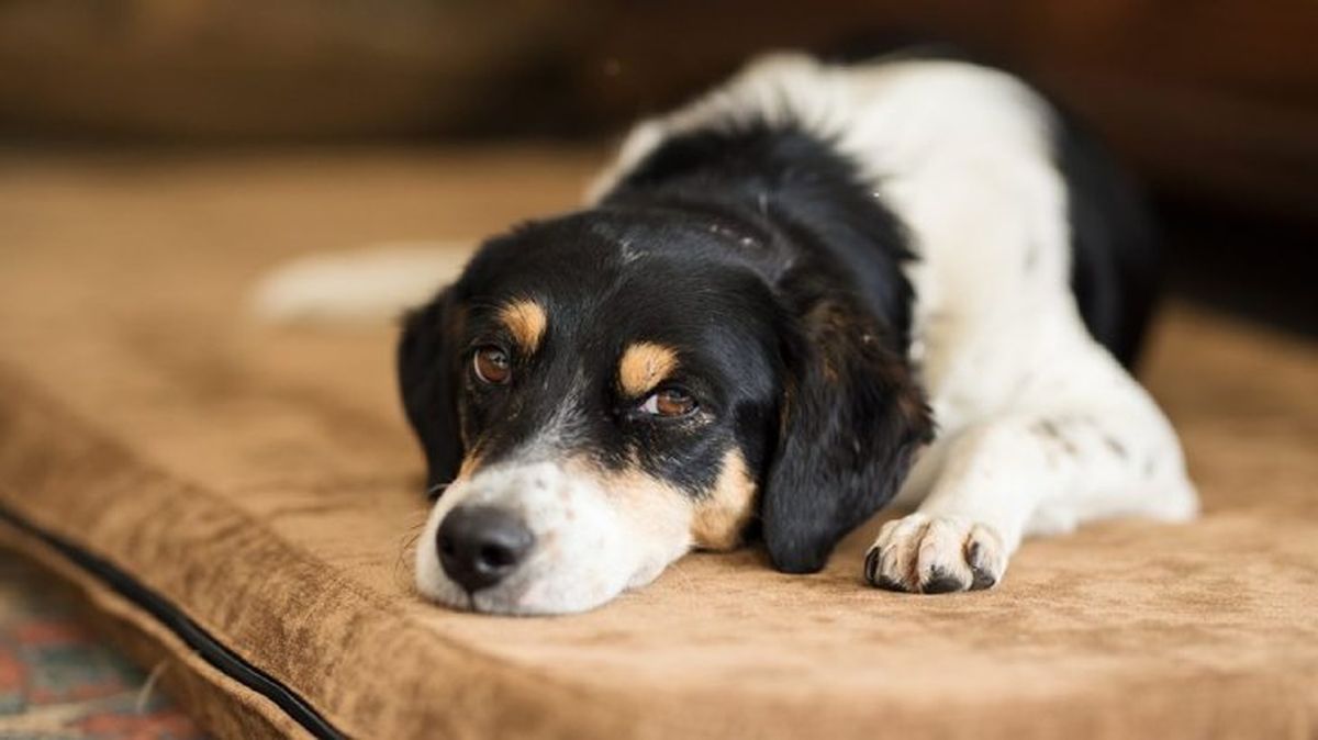 gusano del corazon en perros 3