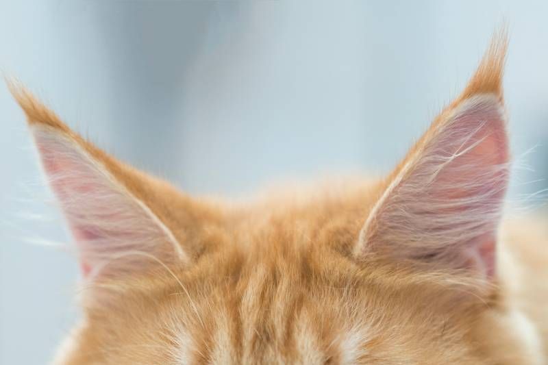 La comunicación de los gatos está basada en una gran parte en el lenguaje corporal.
