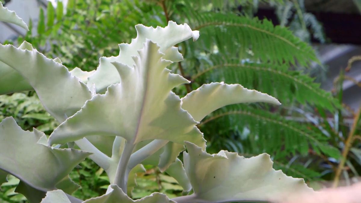 brico 933 3 kalanchoe beharensis caracteristicas