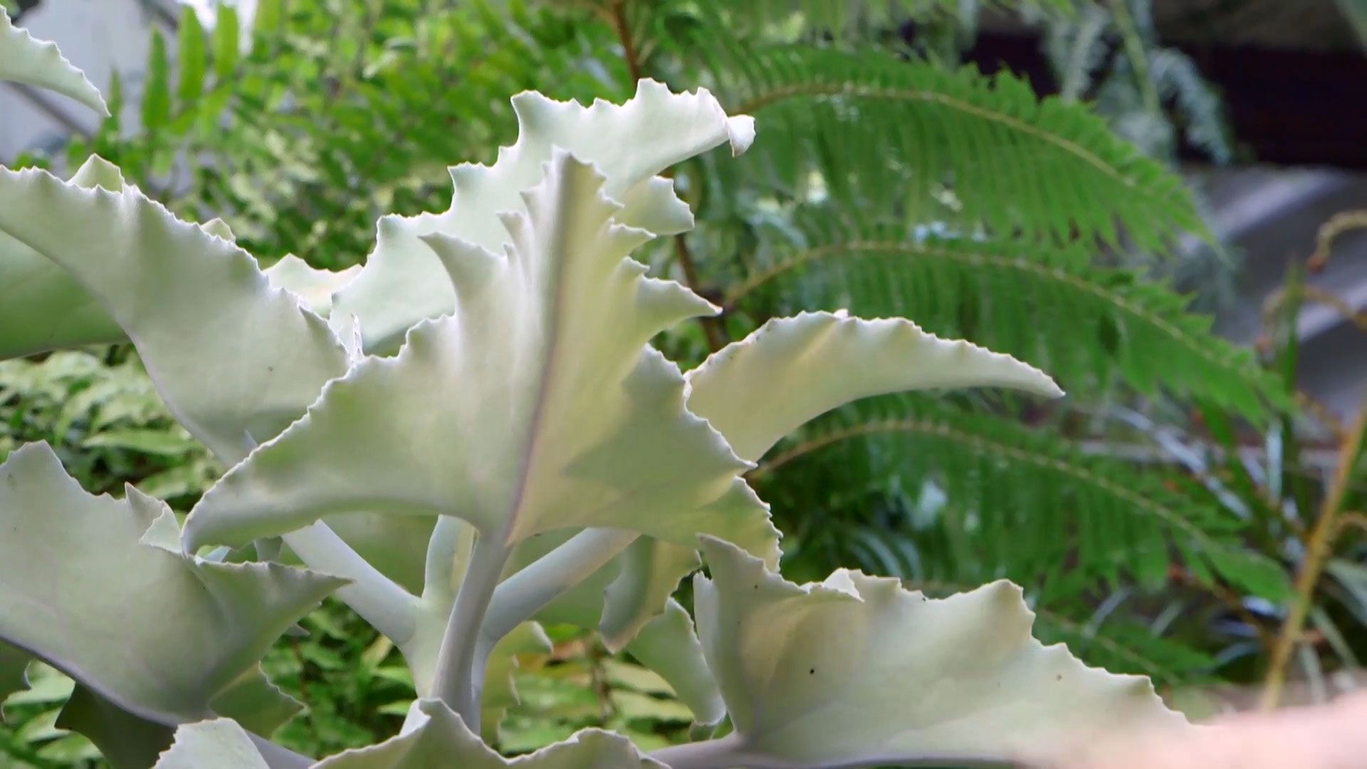 brico 933 3 kalanchoe beharensis caracteristicas